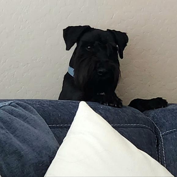 Meet your Posher, Rose - Picture 4 of 4